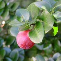 sageretia fruit 3