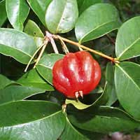 surinam cherry 2