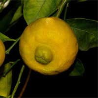sweet lemon 1