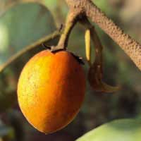 tanjong fruit 1