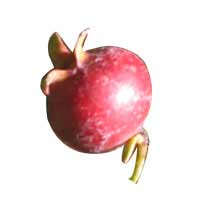 ugni fruit 2