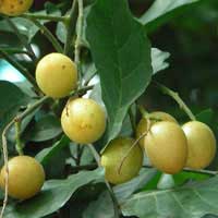 wampee fruit 3