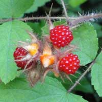 wineberry fruit 3