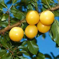 yellow plum 1