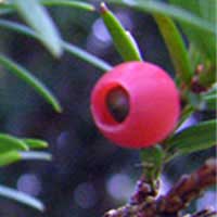 yew fruit 2