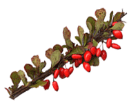 barberry