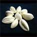 African moringa