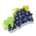 American Grape