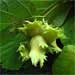 American Hazelnut