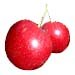 American Plum