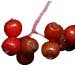 American Red Elderberry