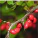 Barberry
