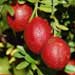 Blood lime