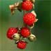 Broad leaf Bramble