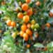 Calamondin