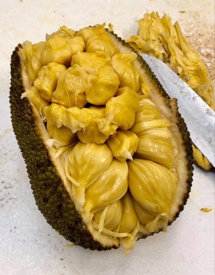 Cempedak