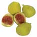 Desert fig