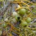 Dodder laurel