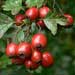 Eastern May Hawthorn