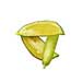 finger lime