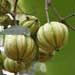 gambooge fruit