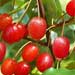 goumi fruit