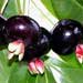 grumichama fruit