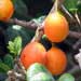 Imbe fruit