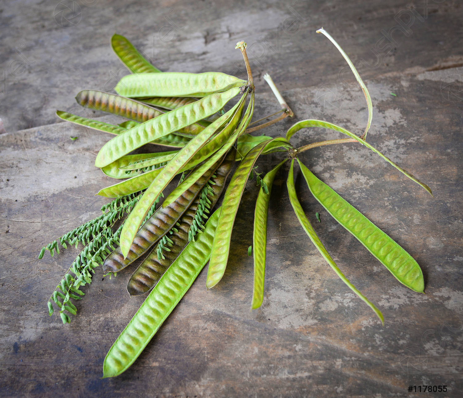 Leucaena