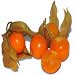 Physalis fruit