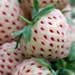 Pineberry