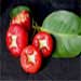 RoseApple
