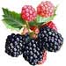 boysenberry