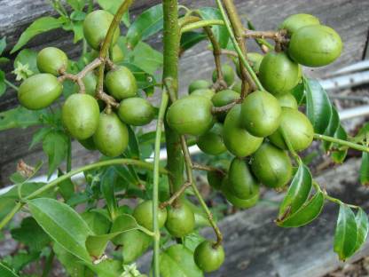 lapsi fruit