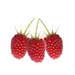 loganberry