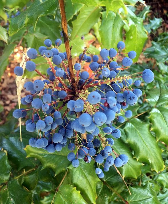 oregon-grape