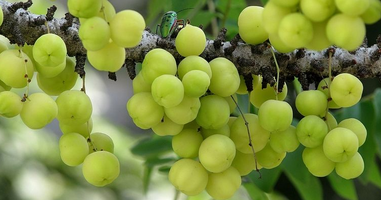 otaheite gooseberry