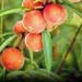peach