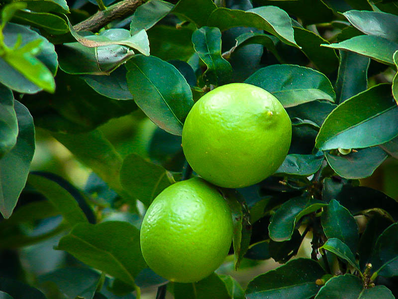 persian lime