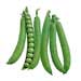 pigeon pea