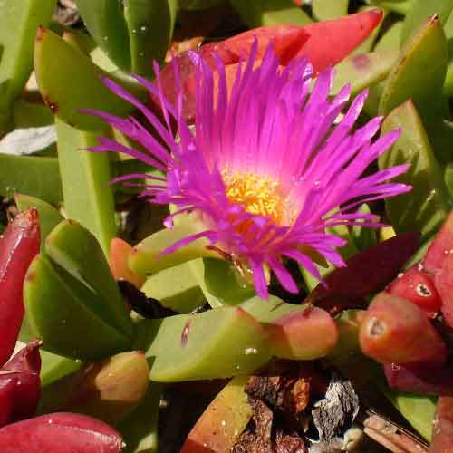 pigface fruit