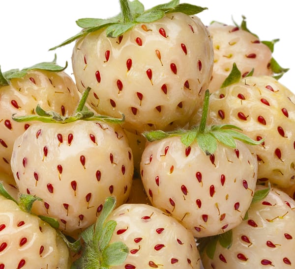 pineberry