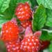 pink flowered native raspberry