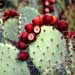 prickly pear