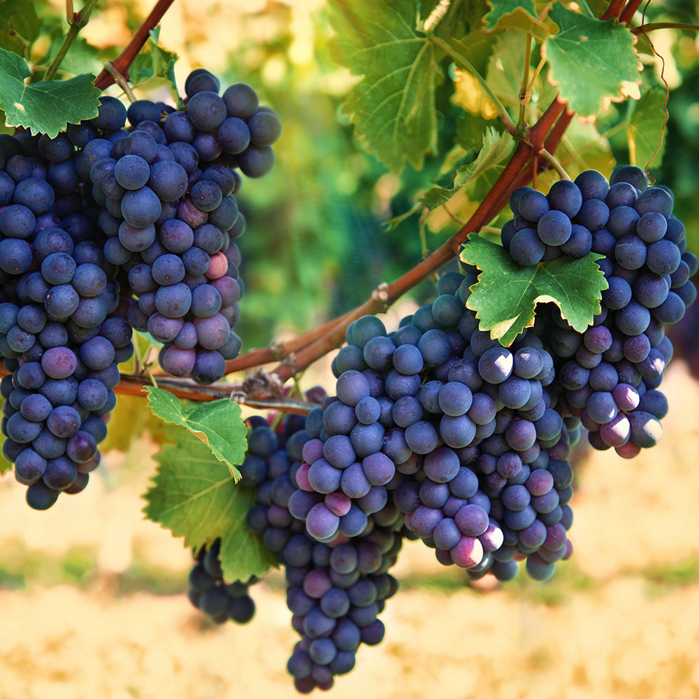 purple grapes