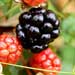 red mulberry