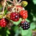 rose leaf bramble