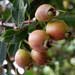 rose myrtle