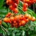 rowan fruit