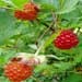 salmonberry